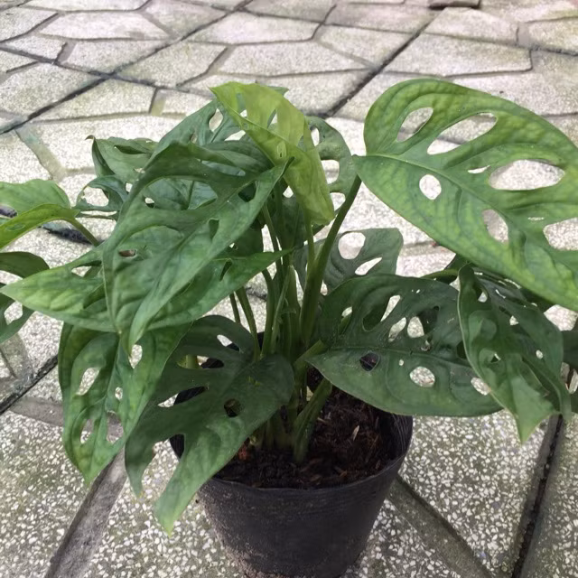 Trầu bà lỗ có xuất xứ từ vùng Costarica. Ảnh: shopee.