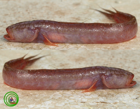 Trên thế giới, cá bống rễ cau phân bố từ Ấn Độ đến Philippine. Ảnh: streaming1.