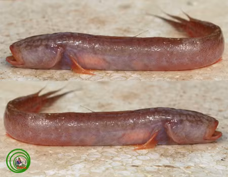 Trên thế giới, cá bống rễ cau phân bố từ Ấn Độ đến Philippine. Ảnh: streaming1.