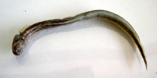 Cá bống rễ cau thường có chiều dài hơn 10cm, thân tròn như con lươn, có màu hơi xám nâu đỏ, lưng thẫm hơn, mắt rất bé, nằm ẩn dưới da. Ảnh: danviet.