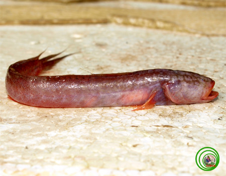 Hầu như tất cả các loài cá bống sinh sống ở miền Tây đều có thịt rất là thơm ngon nhưng riêng cá bống rễ cau hầu như không có mấy ai ăn. Ảnh: vncreatures.