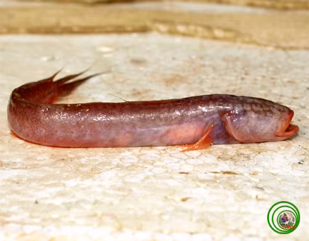 Hầu như tất cả các loài cá bống sinh sống ở miền Tây đều có thịt rất là thơm ngon nhưng riêng cá bống rễ cau hầu như không có mấy ai ăn. Ảnh: vncreatures.