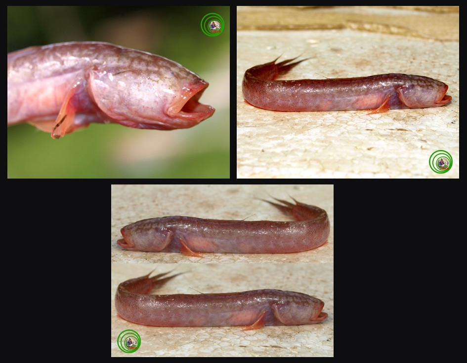 Cá bống rễ cau còn có tên gọi khác là cá đầu búa, cá kèo huyết. Ảnh: tepbac.