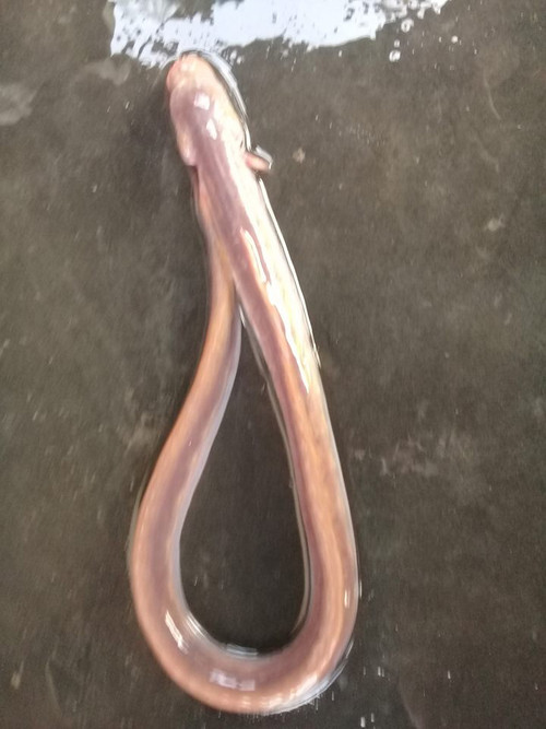 Đặc biệt, cá bống rễ cau có cái đầu, nhất là 2 hàm răng sắc nhọn, lởm chởm khiến nhiều người không quen ghê sợ. Ảnh: danviet.