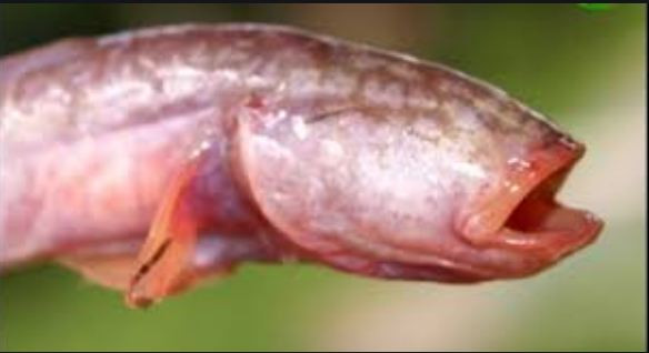 Cá bống rễ cau tuy có hình dáng khá xấu xí và kỳ dị nhưng loài cá này lại rất hiền. Ảnh: hoinhanong.