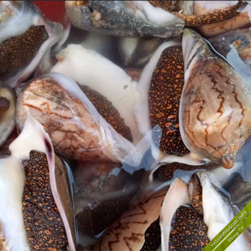  Ốc vôi có vỏ màu nâu vàng với các sọc rằn, chắc khỏe và cứng cáp, trọng lượng vỏ ốc chiếm hơn 50% so với phần thịt. Ảnh: haisanphuquoc.