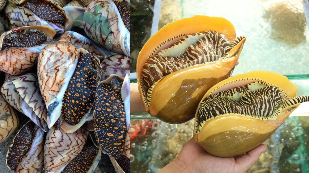 Trong các món ăn từ ốc vôi thì được ưa chuộng hơn cả là ốc vôi làm gỏi. Ảnh: medium.