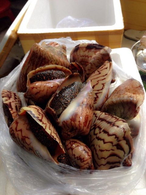 Vỏ ốc vôi còn được thu mua để làm đồ thủ công mỹ nghệ hoặc sử dụng để bẫy mực tuột. Ảnh: imgur.