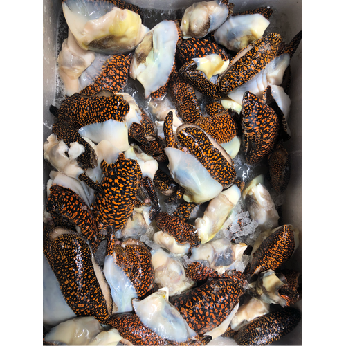 Ốc vôi thường sống trong môi trường giống như ốc giác, nhưng độ nhớt thì không bằng. Và kích thước con to nhất cũng không bằng ốc giác con to nhất. Ảnh: ytimg.