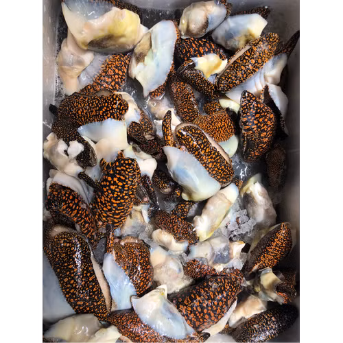 Ốc vôi thường sống trong môi trường giống như ốc giác, nhưng độ nhớt thì không bằng. Và kích thước con to nhất cũng không bằng ốc giác con to nhất. Ảnh: ytimg.