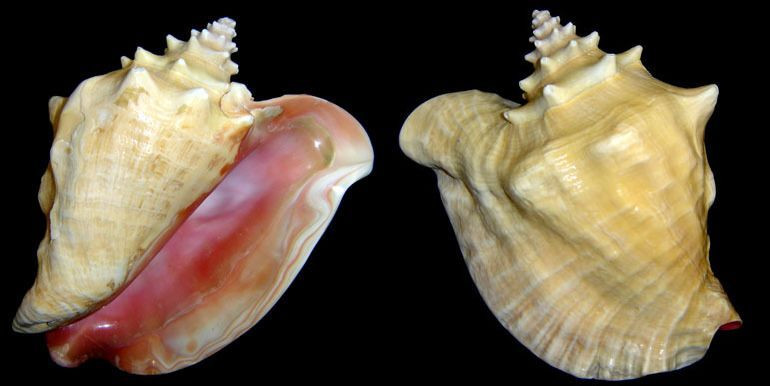 Ốc bẹ hồng rất được yêu thích bởi có vỏ đẹp, một số cá thể vỏ có màu hồng bóng nhạt rất lạ mắt. Ảnh: bagniliggia.