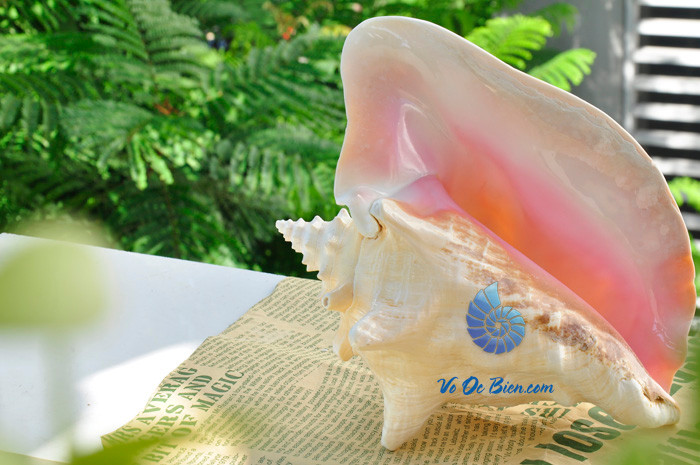 Trên thế giới, ốc bẹ hồng được tìm thấy ở phía đông Ấn Độ, Úc Ảnh: voocbien.