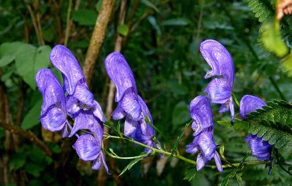Cây phụ tử còn có nhiều tên gọi khác như cây thầy tu, cây mũ quỷ, cây bả sói hay nữ hoàng độc dược. Tên khoa học của nó là Aconitum napellus. Ảnh healthplus.