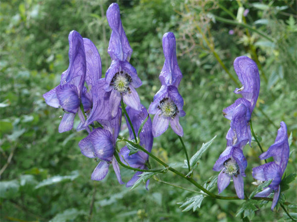 Cây phụ tử có chiều cao từ 0,6m - 1,8m, có màu tím, đôi khi có chùm hoa xanh hay trắng ở phần ngọn. Ảnh khoahoc.