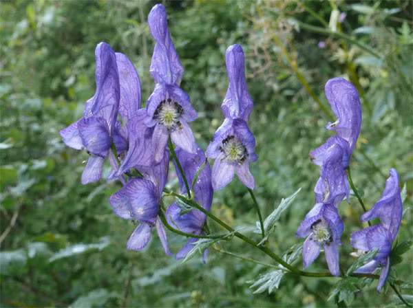 Cây phụ tử có chiều cao từ 0,6m - 1,8m, có màu tím, đôi khi có chùm hoa xanh hay trắng ở phần ngọn. Ảnh khoahoc.