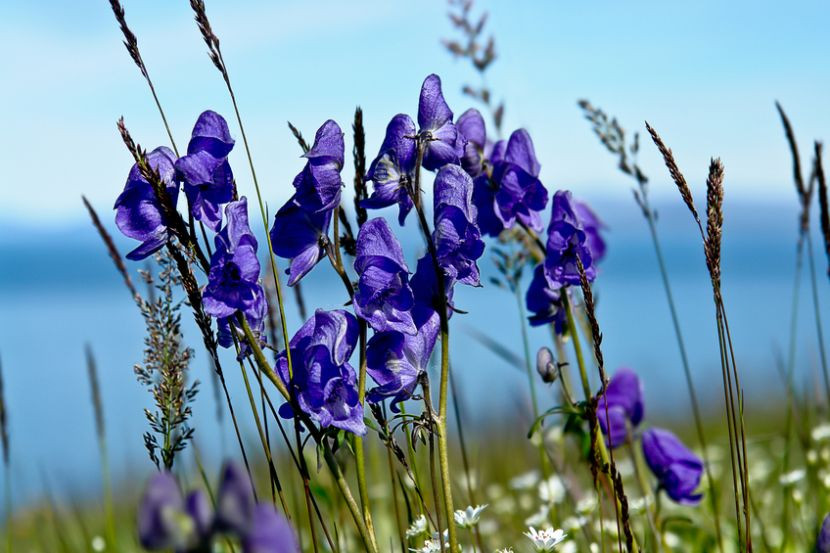 Tuy có độc tính rất mạnh nhưng phụ tử vẫn được trồng và lấy rễ để dùng làm thuốc. Ảnh vietq.