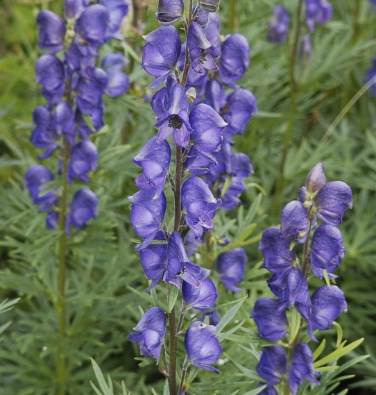 Chính vì lượng độc tố cực mạnh mà cây phụ tử đã từng được sử dụng để đầu độc người và đầu độc vật. Ảnh alobacsi.