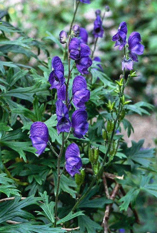 Toàn bộ cây phụ tử đều có chứa độc tố mạnh có tên là aconitine. Đây là loại độc thần kinh có thể hấp thụ qua da, vì vậy chỉ cần chạm phải cây phụ tử thôi bạn cũng có thể gặp nguy hiểm. Ảnh ydvn.