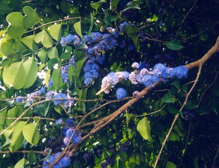 Đặc biệt, lá của cây sầm hoa có vị chát, và đắng nhưng lại có tác dụng tiêu độc. Ảnh: ydhvn.