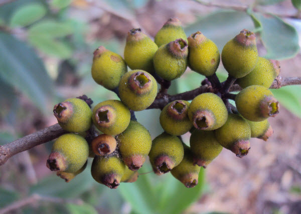 Hoa của cây sầm hoa rất đẹp, có màu trắng, hồng, xanh lơ hay tím. Ảnh: ydvn.