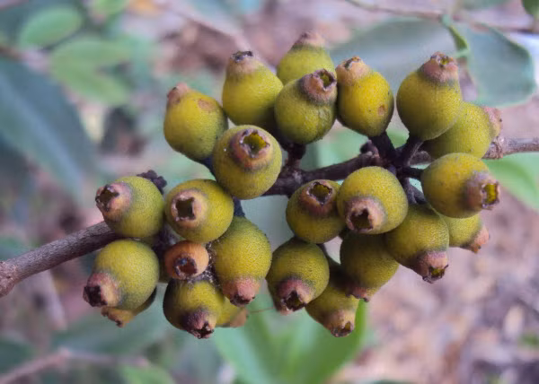 Hoa của cây sầm hoa rất đẹp, có màu trắng, hồng, xanh lơ hay tím. Ảnh: ydvn.