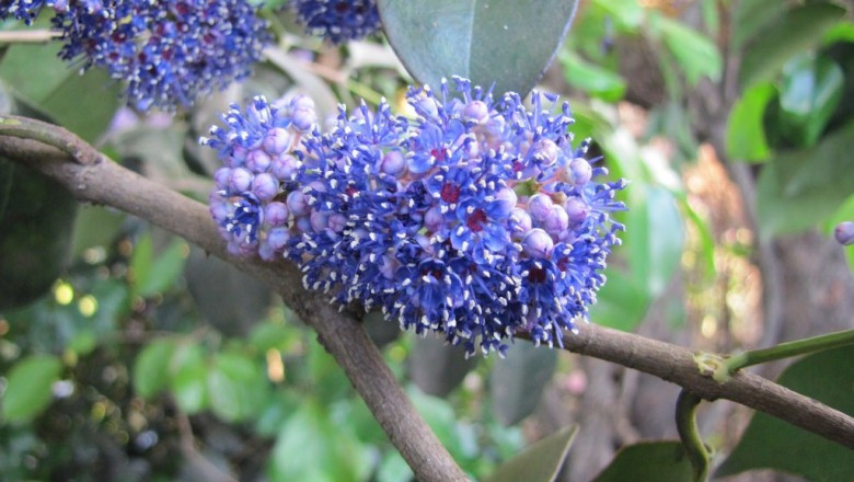 Lá của cây sầm hoa còn được dùng chữa rắn cắn và chữa đau mắt. Ảnh: ydhvn.