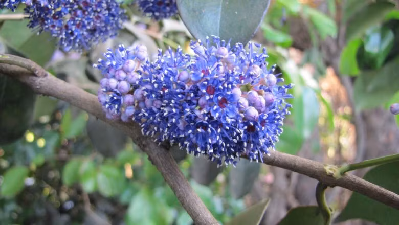 Lá của cây sầm hoa còn được dùng chữa rắn cắn và chữa đau mắt. Ảnh: ydhvn.