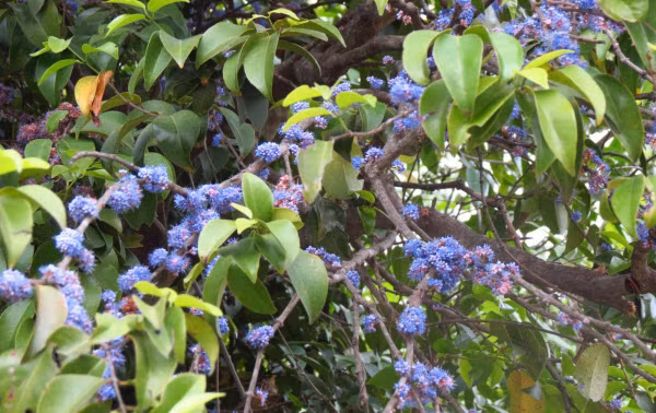  Cây sầm hoa có tên khoa học là Memecylon edule Roxb. Đây là cây gỗ nhỡ, cao khoảng 10m, lá hình trái xoan - bầu dục. Ảnh: chekjawa.