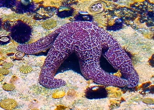 Sao biển tía được coi là một chỉ báo quan trọng về tình trạng khu vực bãi triều. Ảnh: pinimg.