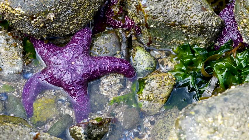 Bề mặt lưng của sao biển tía chứa các gai nhỏ (xương nhỏ) được sắp xếp theo một mô hình giống mạng lưới hoặc ngũ giác trên đĩa trung tâm. Ảnh: picdn.