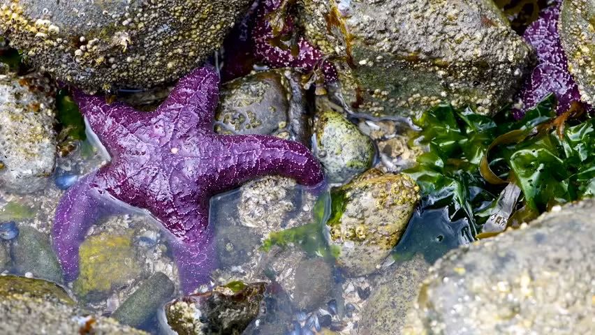 Bề mặt lưng của sao biển tía chứa các gai nhỏ (xương nhỏ) được sắp xếp theo một mô hình giống mạng lưới hoặc ngũ giác trên đĩa trung tâm. Ảnh: picdn.