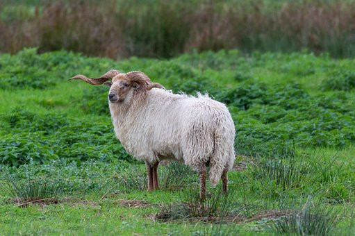 Cừu Racka là loài vật đa tác dụng khi chúng được nuôi để lấy lông làm len, nuôi lấy thịt và lấy sữa. Ảnh: pixabay.