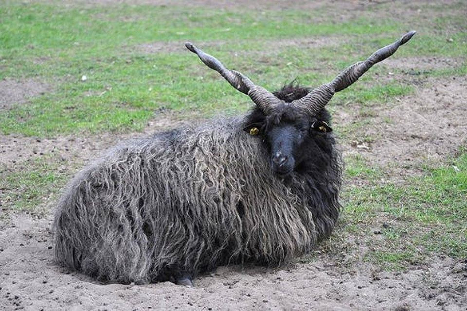 Cừu Racka có thói quen đi kiếm ăn theo bầy đàn, tạo thành nhóm lớn trên đồng cỏ. Ảnh: fbcdn.