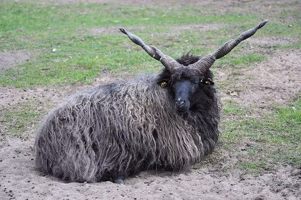 Cừu Racka có thói quen đi kiếm ăn theo bầy đàn, tạo thành nhóm lớn trên đồng cỏ. Ảnh: fbcdn.