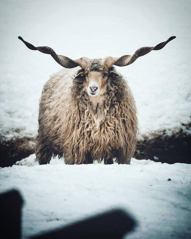 Cừu Racka là một con cừu cỡ vừa. Cừu đực có trọng lượng 55kg – 75kg, cừu cái nhỏ hơn với trọng lượng trung bình từ 35kg – 45kg. Ảnh: fbcdn.