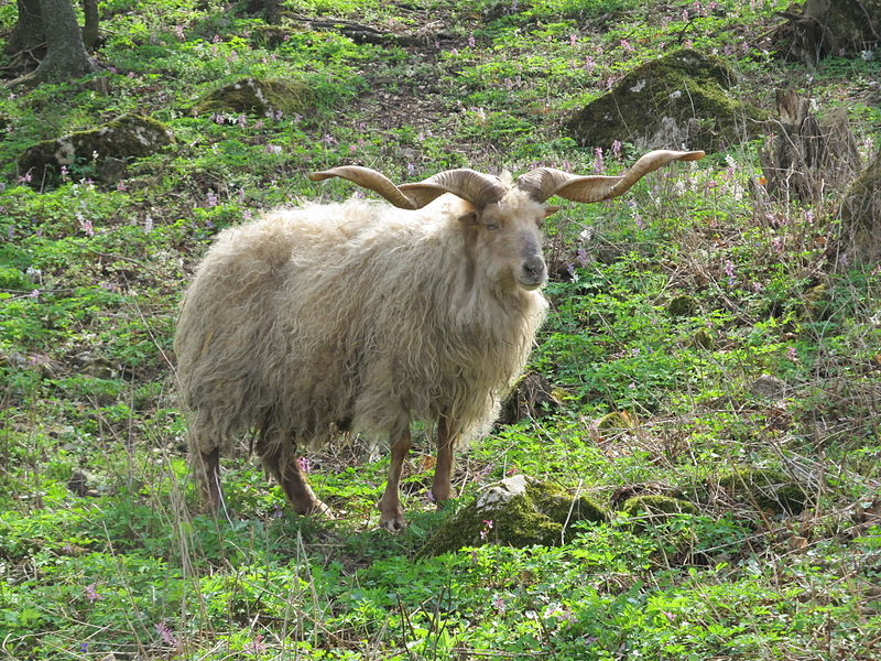  Giống cừu Racka có tên khoa học là Ovis aries strepsiceros hungaricus. Đây là một giống cừu nhà có nguồn gốc từ Hungary. Ảnh: wikipedia.