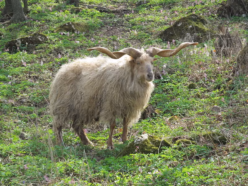  Giống cừu Racka có tên khoa học là Ovis aries strepsiceros hungaricus. Đây là một giống cừu nhà có nguồn gốc từ Hungary. Ảnh: wikipedia.