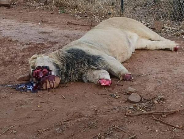 Hình ảnh kinh hoàng này được các nhân viên tại công viên Akwaaba Predator ở tỉnh Limpopo, Nam Phi phát hiện, cho thấy sự ác độc của bọn săn trộm khi giết hại những con sư tử vô tội, thậm chí là mổ xẻ rất dã man chỉ để phục vụ nhu cầu mua bán của loài người. 