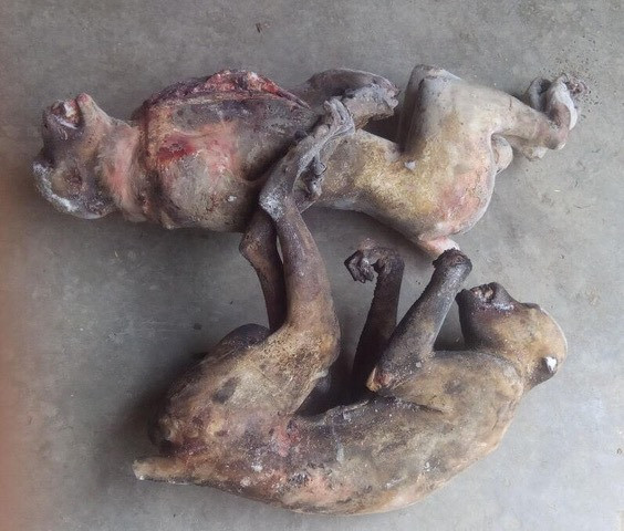 Hình ảnh hai con khỉ nằm co quắp có lẽ sẽ lưu mãi trong trí nhớ người xem về sự ác độc. Hai con khỉ xấu số này được "ông chủ" ở Diễn Châu, Nghệ An moi ra từ tủ đông với mong muốn bán cho những nhà báo nhập vai khi thực hiện loạt phóng sự về tàn sát hoang thú ở Việt Nam.