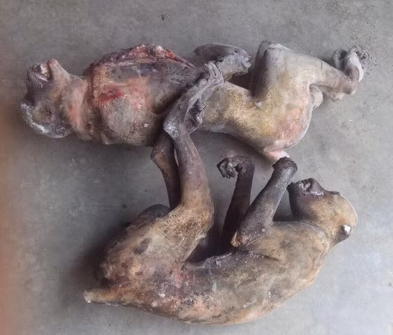 Hình ảnh hai con khỉ nằm co quắp có lẽ sẽ lưu mãi trong trí nhớ người xem về sự ác độc. Hai con khỉ xấu số này được "ông chủ" ở Diễn Châu, Nghệ An moi ra từ tủ đông với mong muốn bán cho những nhà báo nhập vai khi thực hiện loạt phóng sự về tàn sát hoang thú ở Việt Nam.