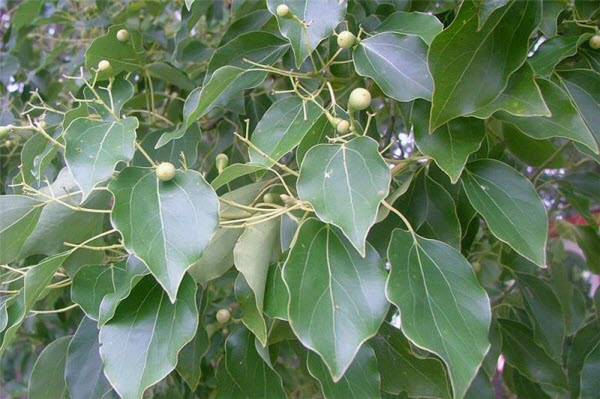  Cây long não có tên khoa học là Cinnamomum camphora. Đây là cây thân gỗ lớn, có thể cao tới 20m – 30m, hoa nhỏ màu trắng, quả mọng màu đen. Ảnh: benhhoc.