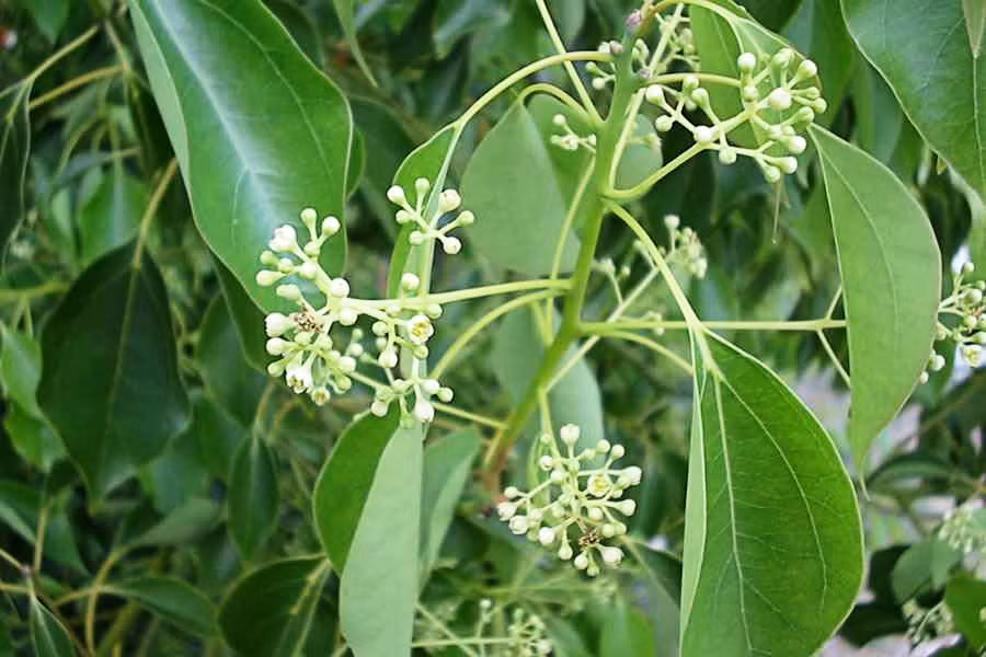 Cây long não có nguồn gốc ở khu vực Đông Á, bao gồm Đài Loan, miền nam Nhật Bản, đông nam Trung Quốc và Đông Dương. Tại đây, cây long não thường được trồng để sản xuất dầu long não. Ảnh: doctors24h.