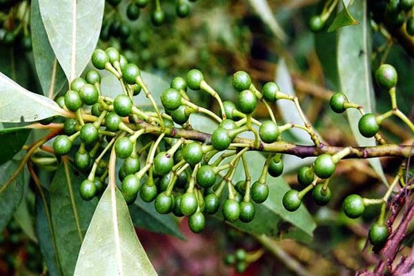 Ở Việt Nam, cây long não mọc hoang ở khu vực rừng núi phía Bắc như Lạng Sơn, ngoài ra cũng được trồng làm cây cảnh và bóng mát. Ảnh: caythuocdangian.