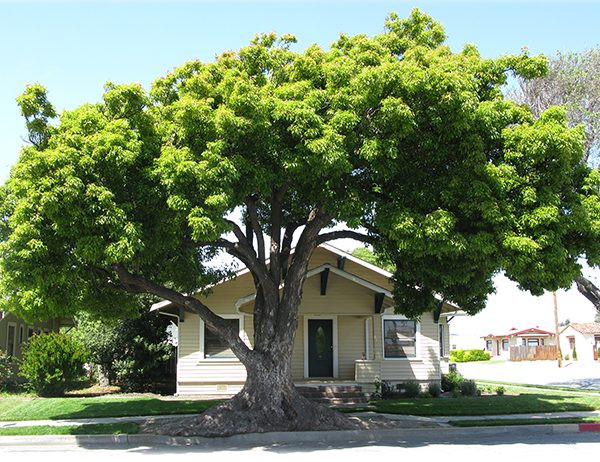 Không chí có tác dụng làm cảnh, trồng cây long não còn có tác dụng đuổi muỗi, khử nấm mốc và chữa nhiều bệnh. Ảnh: cayvahoa.