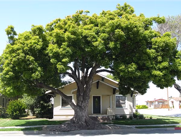 Không chí có tác dụng làm cảnh, trồng cây long não còn có tác dụng đuổi muỗi, khử nấm mốc và chữa nhiều bệnh. Ảnh: cayvahoa.