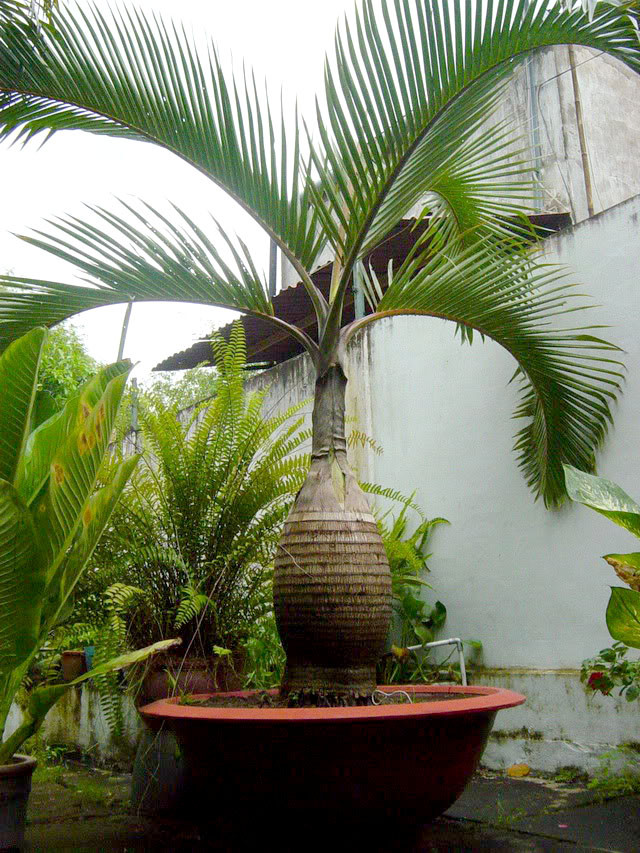 Ở Việt Nam hiện nay, cây cau sâm banh xuất hiện gần như hầu khắp các tỉnh thành. Ảnh: cayxanhcanhquan.