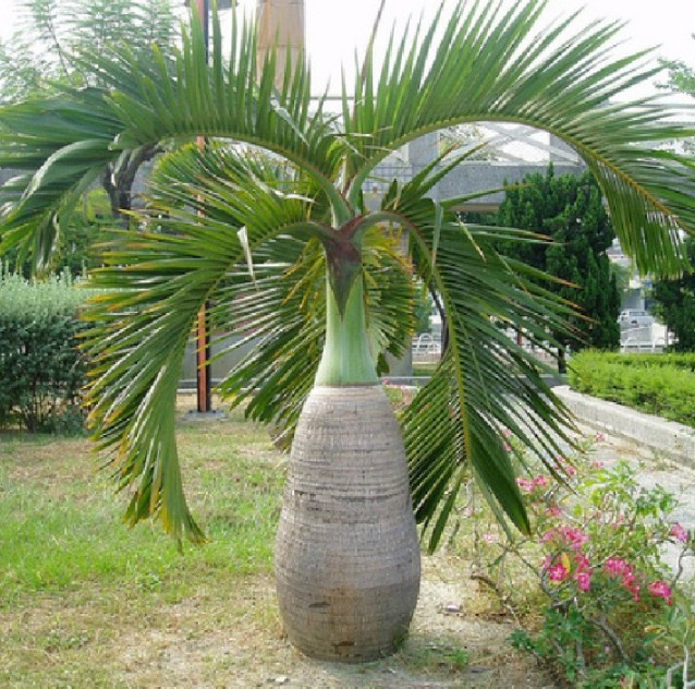 Mỗi cây cau sâm banh chỉ mang 4 đến 6 lá, vài trường hợp thích ứng với điều kiện khí hậu tối ưu thì cũng chỉ lên tới 8 lá trong cùng một thời điểm. Ảnh: hoangbachtaynguyen.