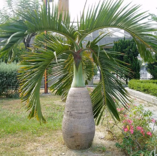 Mỗi cây cau sâm banh chỉ mang 4 đến 6 lá, vài trường hợp thích ứng với điều kiện khí hậu tối ưu thì cũng chỉ lên tới 8 lá trong cùng một thời điểm. Ảnh: hoangbachtaynguyen.