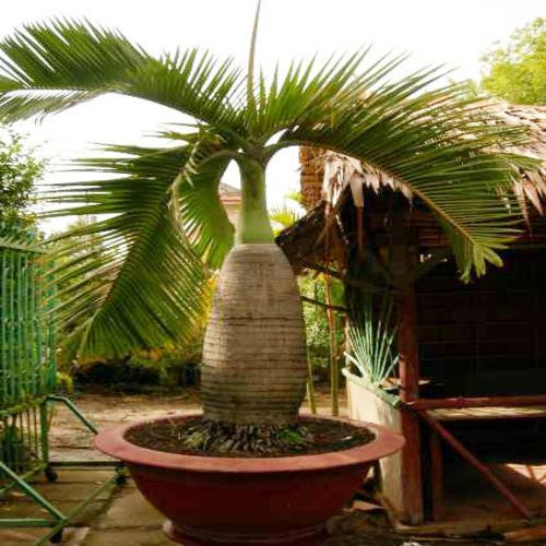 Cau sâm banh được phát hiện đầu tiên ở đảo Round Island, trong quốc đảo Mauritius, thuộc quần đảo Mascarene ở Ấn Độ Dương. Ảnh: cayxanhsadec.