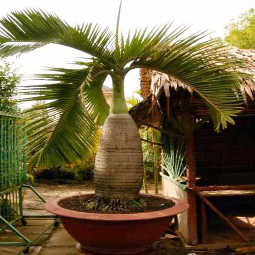 Cau sâm banh được phát hiện đầu tiên ở đảo Round Island, trong quốc đảo Mauritius, thuộc quần đảo Mascarene ở Ấn Độ Dương. Ảnh: cayxanhsadec.